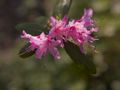 Rhododendron racemosum Azalia